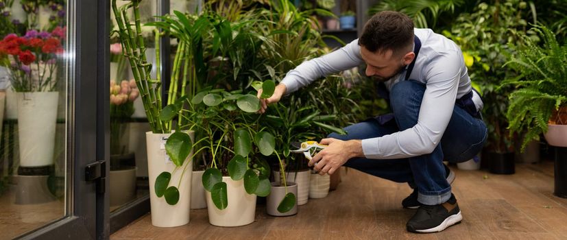 male florist cuts pot plants in the garden center.