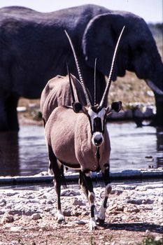 gemsbok (Orix gazella) Etosha national park, Namibia, africa