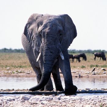 elephant (loxodonta africana) etosha national park, namibia, africa