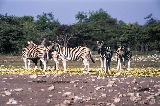 plains zebra (equus burchellii) etosha national park, namibia, africa