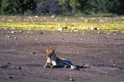 lion (panthera leo) etosha national park, namibia, africa