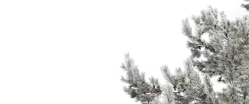 Pine tree branches covered with snow and it on a frosty winter day on a white isolated background with copy-space.