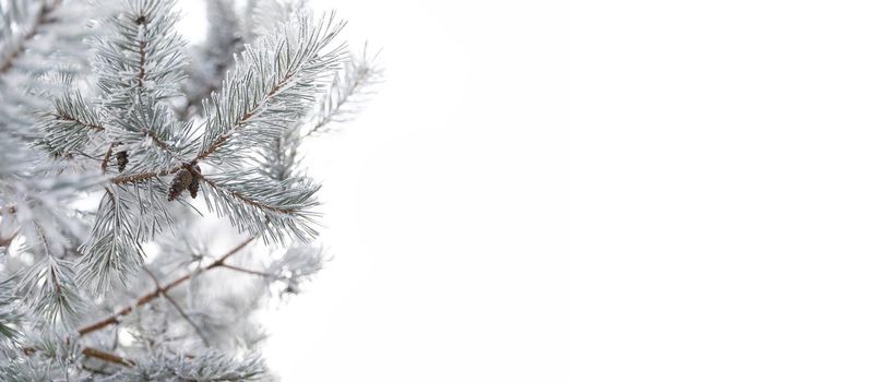 Fir branch with a cone covered with hoarfrost and snow on an isolated white background with copy-space.