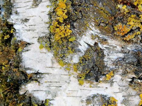 Closeup of a birch tree bark texture with moss. Tree texture background