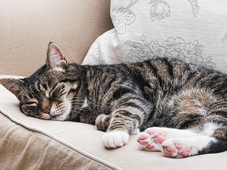 Beautiful female tabby cat at home, adorable domestic pet portrait, close-up