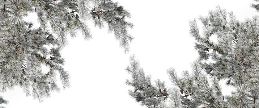 pine branches on a frosty day covered with hoarfrost and snow on a white isolated background with copy-space.