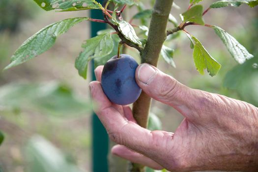 male hand plucks a ripe plum from a tree branch late summer harvest. High quality photo