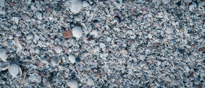 BANNER Close-up seashells on beach sand summer day. Abstract ocean background pattern collection.