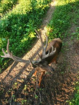 Wild deer top view. Noble artiodactyl animal with roches stag. Representative of fauna in natural environment