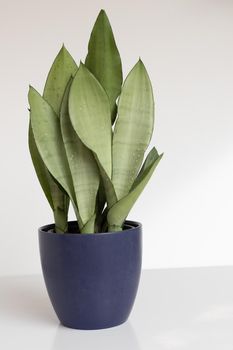 Sansevieria Moonshine snakeplant on isolated white background