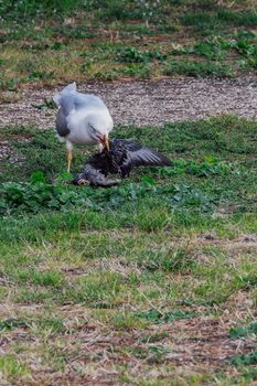 Big seagull with red bloody beak eats a dead bird on a green city park area in Rome, Italy.