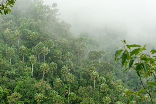 The mist on green mountain at the morning.  Early morning in Thailand mountains.