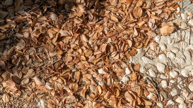 Fallen orange leaves on a stone path, autumn season. High quality photo