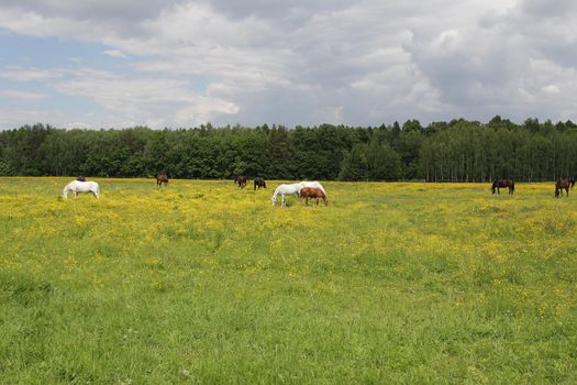 Horses graze in the meadow near the forest