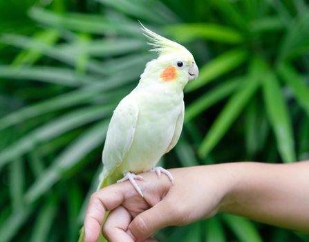 Cockatiel parrot in the garden.  Bird for pets