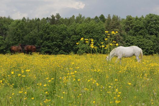 Horses graze in a meadow with yellow wildflowers