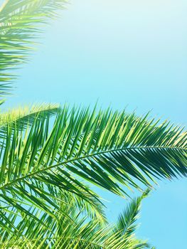 Tropical nature, vintage backdrop and summer vacation concept - Palm tree leaves and the sky, summertime travel background