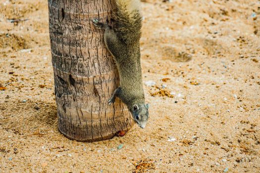Cute squirrel of Pattaya Beach (Thailand). Shooting Location: Kingdom of Thailand