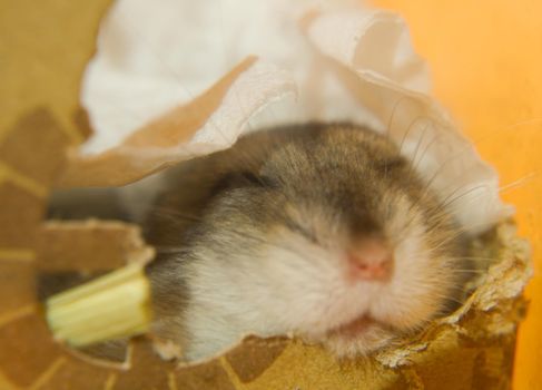 Sleeping Jungarian Hamster Image. Shooting Location: Yokohama-city kanagawa prefecture