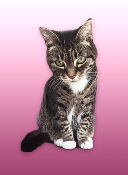 Beautiful female tabby cat, lovely adorable pet, studio portrait