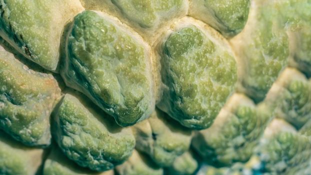 Abstract mystic background beauty nature wallpaper. Real photo close-up macro sugar custard apple annona exotic tropical fruit. Oval scaly skin texture surface rough. Pale green beige color.
