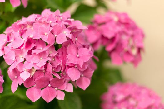 Close up light pink hortensia fresh flowers blur background