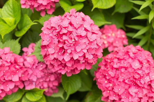 Close Up Light Pink Hortensia Fresh Flowers Blur Background