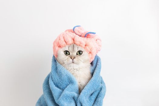 Funny wet white cat, after bathing, wrapped in a blue towel in a pink terry cap on his head, on a white background, look at camera. Close up. Copy space