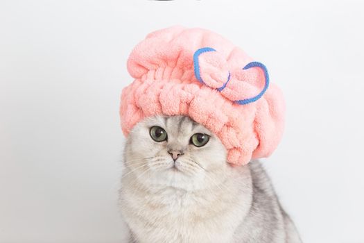 A funny white cute cat, after bathing, is sitting on a white background, in a pink terry hat, looking at the camera. close up. Copy space