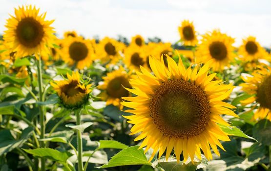 A beautiful sunflower field