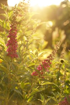 Beautiful inflorescence of decorative shrub buddleja Davidii, consisting of many small lilac flowers on the garden.