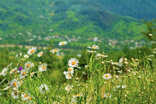 chamomile glade against the background of mountains