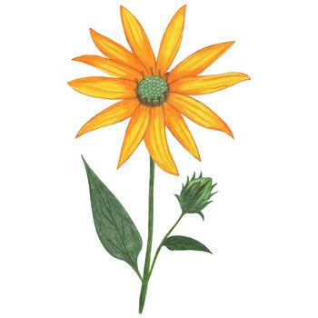 Yellow Topinambur with Green Leaves Isolated on White Background. Jerusalem Artichoke Flower Element Drawn by Colored Pencil.