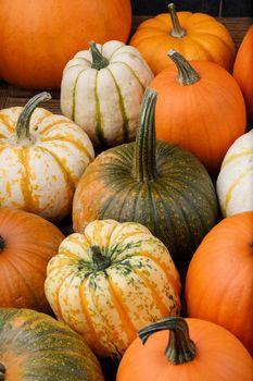 Many various pumpkins background, Halloween or Thanksgiving day concept