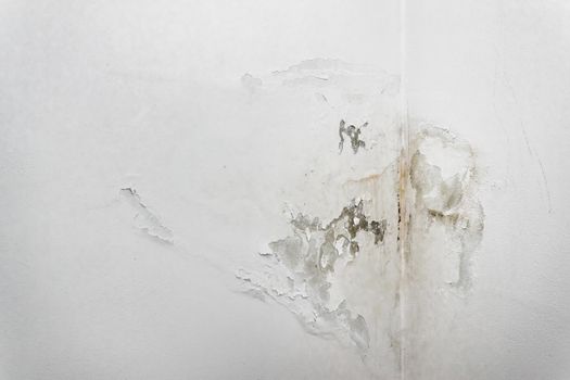 Mold fungus on ceiling and wall of roomcreating health problems for the home owners. Molds can thrive on any organic matter including ceilings, walls and floors of homes with moisture.