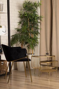 Interior with designer black armchair, plant, table, wall and shelf with accessories in modern home decor.