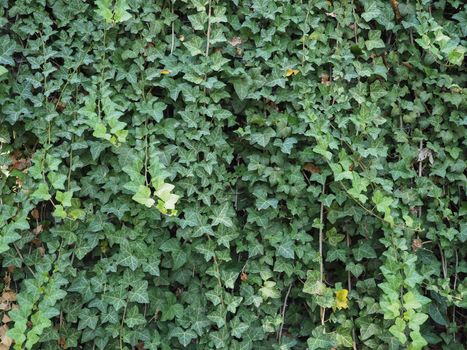 ivy scientific name Hedera plant useful as a background