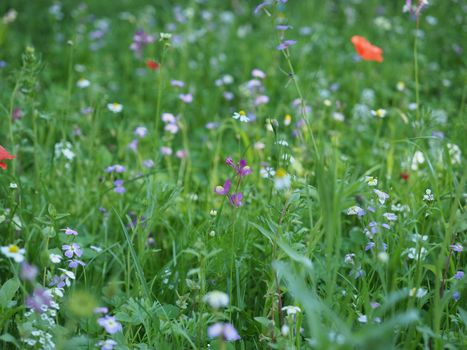 green meadow grass useful as a background