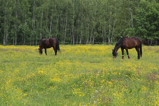 Horses graze in the meadow near the forest