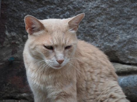 orange domestic tabby cat aka housecat scientific name Felis catus