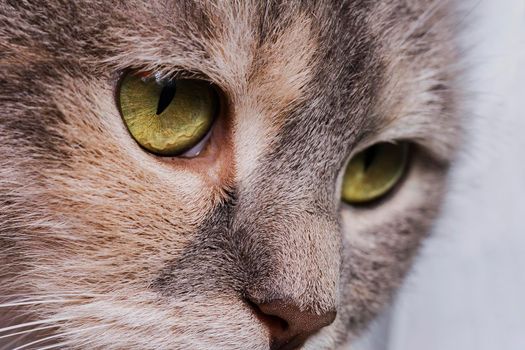 Cat's muzzle closeup. cat eyes. Muzzle of a cat with expressive eyes close-up..