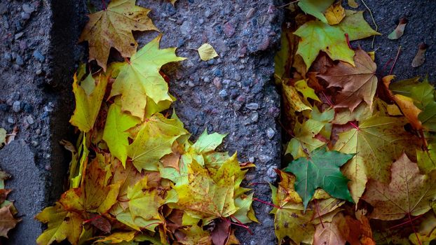 Background of stairs and fallen autumn leaves. Yellow and orange leaves on concrete steps. autumn leaves on the steps of the stairs