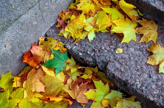 Yellow and orange leaves fell on a concrete staircase. Different autumn leaves lie on the stairs. Yellow leaves on the granite steps