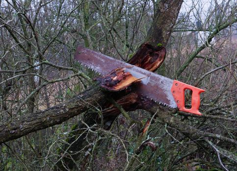 A hand saw stuck in a tree. Removing old unusable trees in the garden.Autumn pruning of fruit trees in the garden.