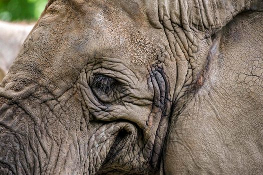 Smiling elephant. Elephant close-up smiles, mouth and eyes of an African elephant