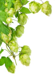 Pile of green hop cones isolated on white