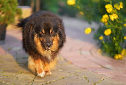 A brown mixed breed dog with a tongue hanging out and a happy face walks near a private house.