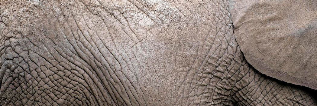 The texture of the skin of an African elephant close-up. Elephant skin, wrinkles and irregularities of an adult elephant