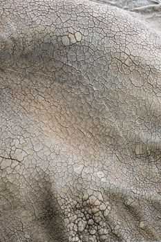 African elephant ear skin texture closeup. The ear of an adult elephant