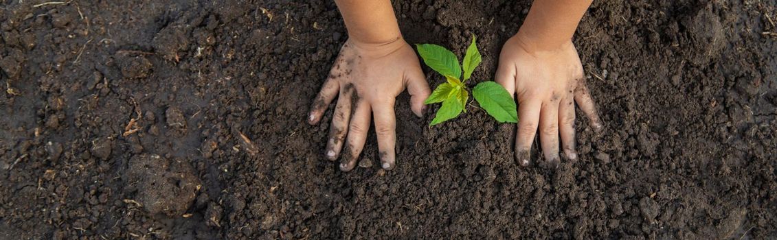 The child plants a tree in the ground. Selective focus. Kid.